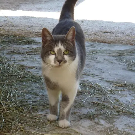 Malterlehen-berchtesgaden 아파트 *